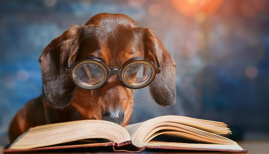 dachshund reading a book